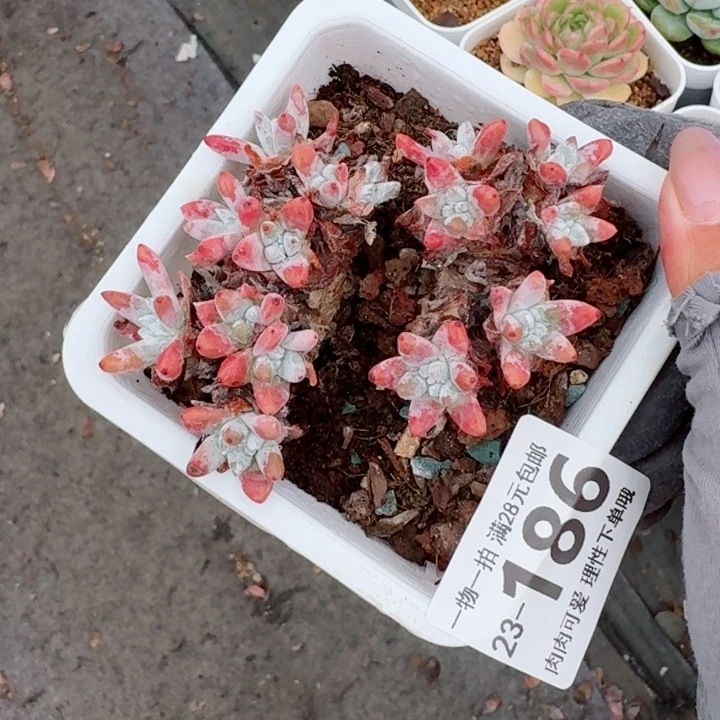 白菊无盆土发货无盆土发货