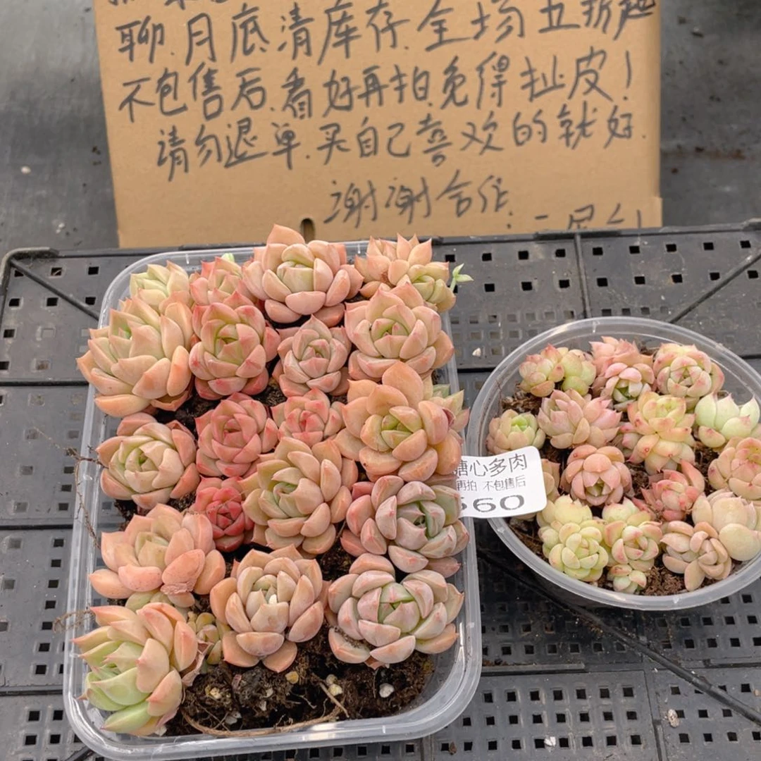 云糖心多肉植物560