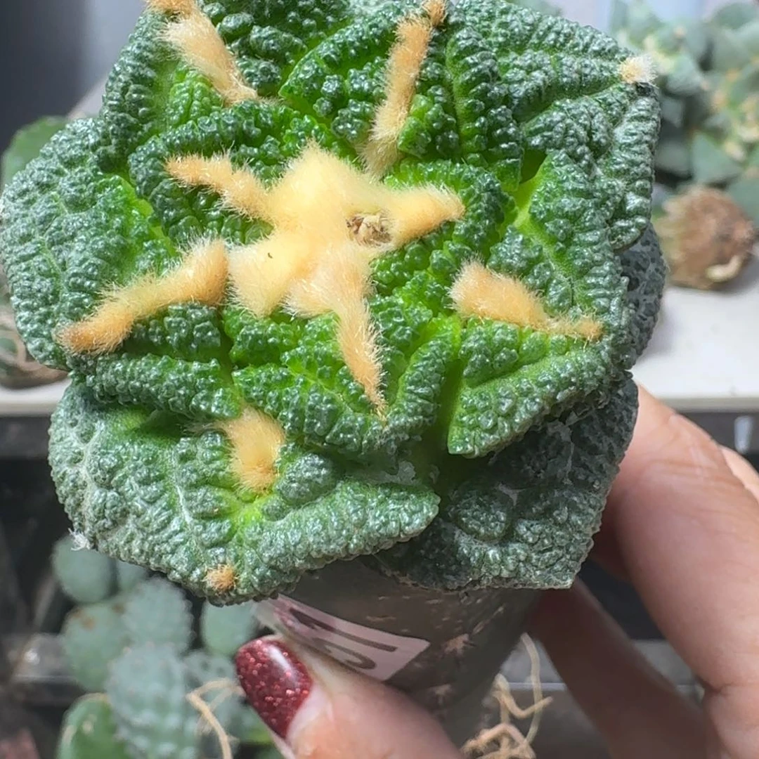 【闪购商品】无花朵君*辛顿551