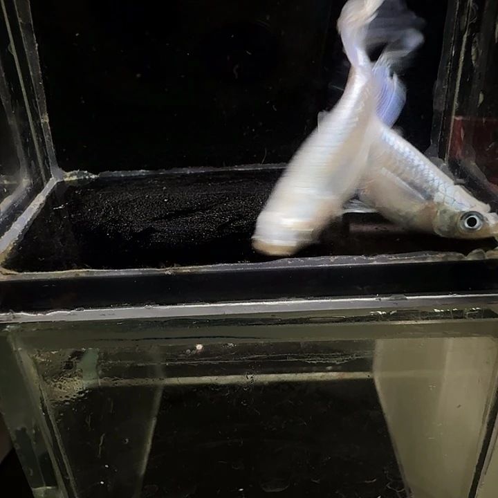 青鳉鱼一物一拍565