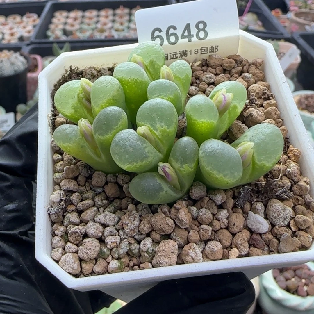 珊***6648-一物一拍 带盆