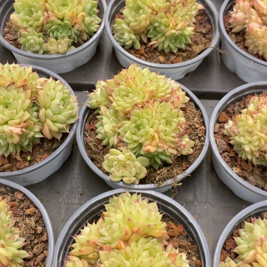 53。EKO麦杆。群生不包整。