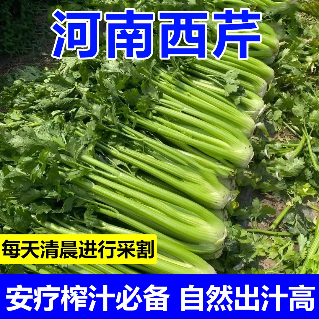 农家自种新鲜水果大西芹鲜芹菜带叶西洋芹榨汁专用脆嫩蔬菜西芹
