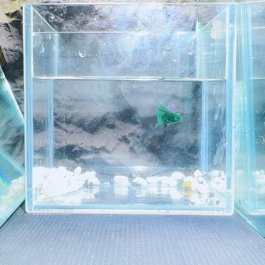 斗鱼精品精品精品精品精品