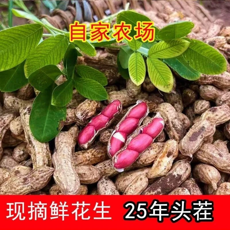 现挖新鲜带壳带泥湿花生红衣四粒红可水煮