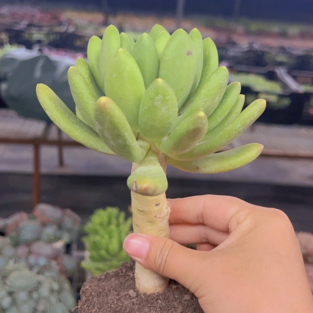 金蟾大单头老桩多肉