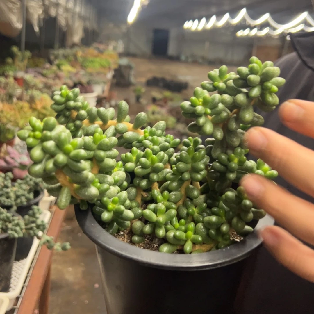 绿龟卵整装整群老桩