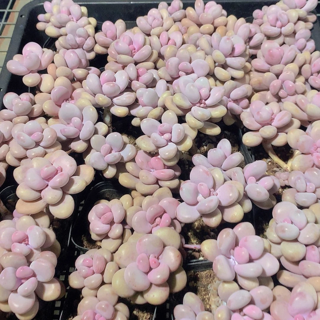 三头高杆桃蛋345667889999