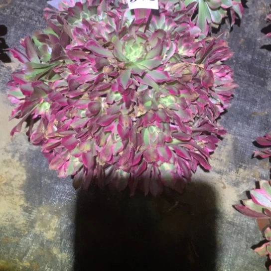 多肉植物女巫371