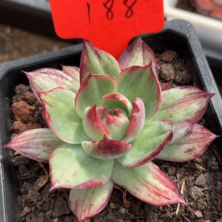 惊鸿一物一拍包装收缩花旱188