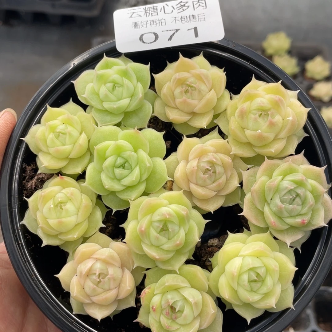 云糖心多肉植物71