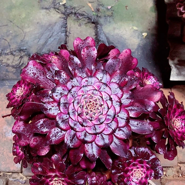 美姬的，多肉植物