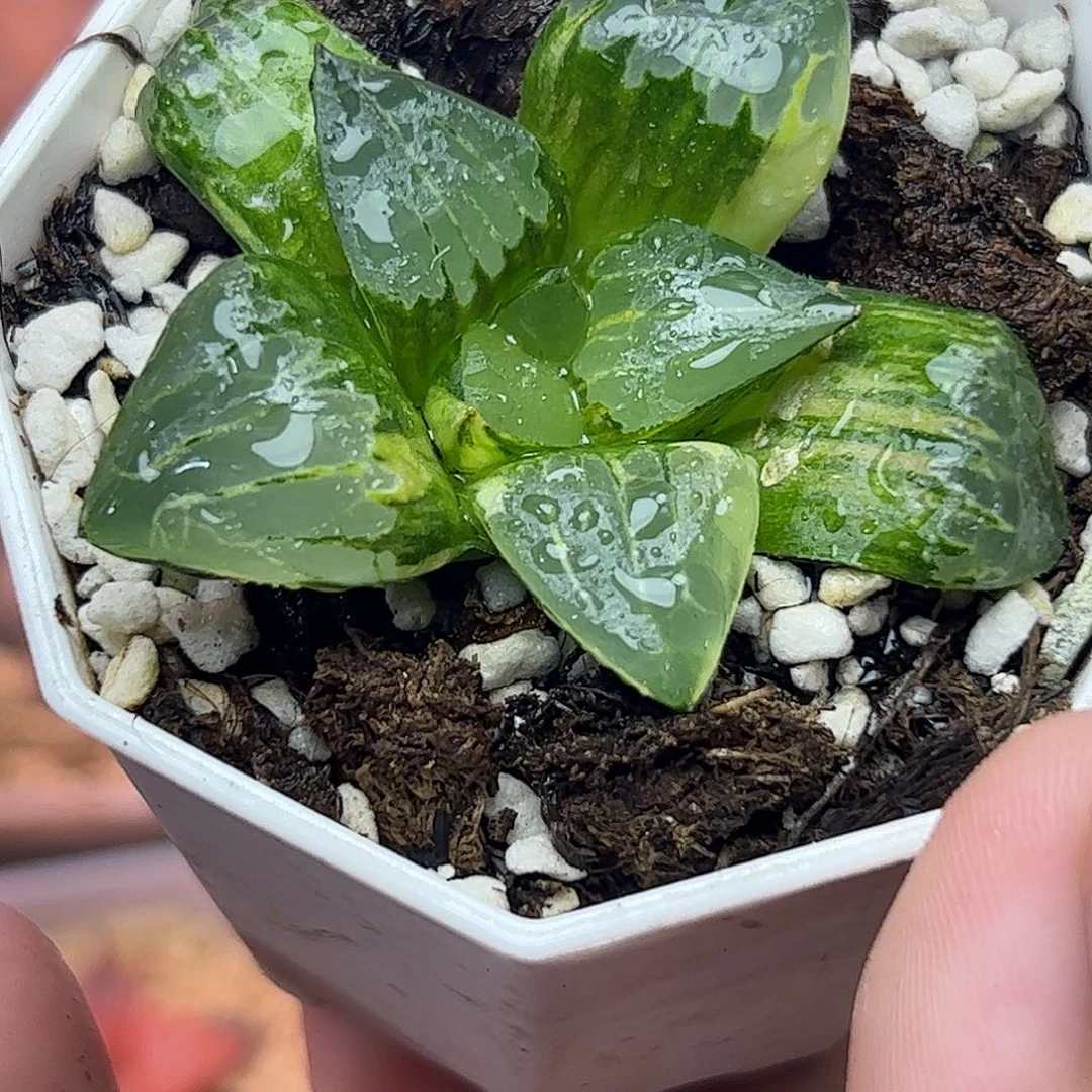 阿房宫锦十二卷多肉植物