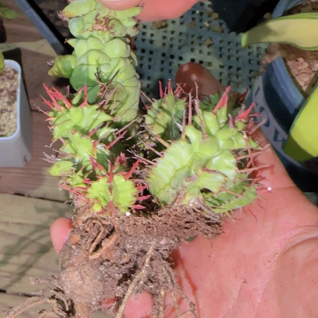 块根植物块根植物