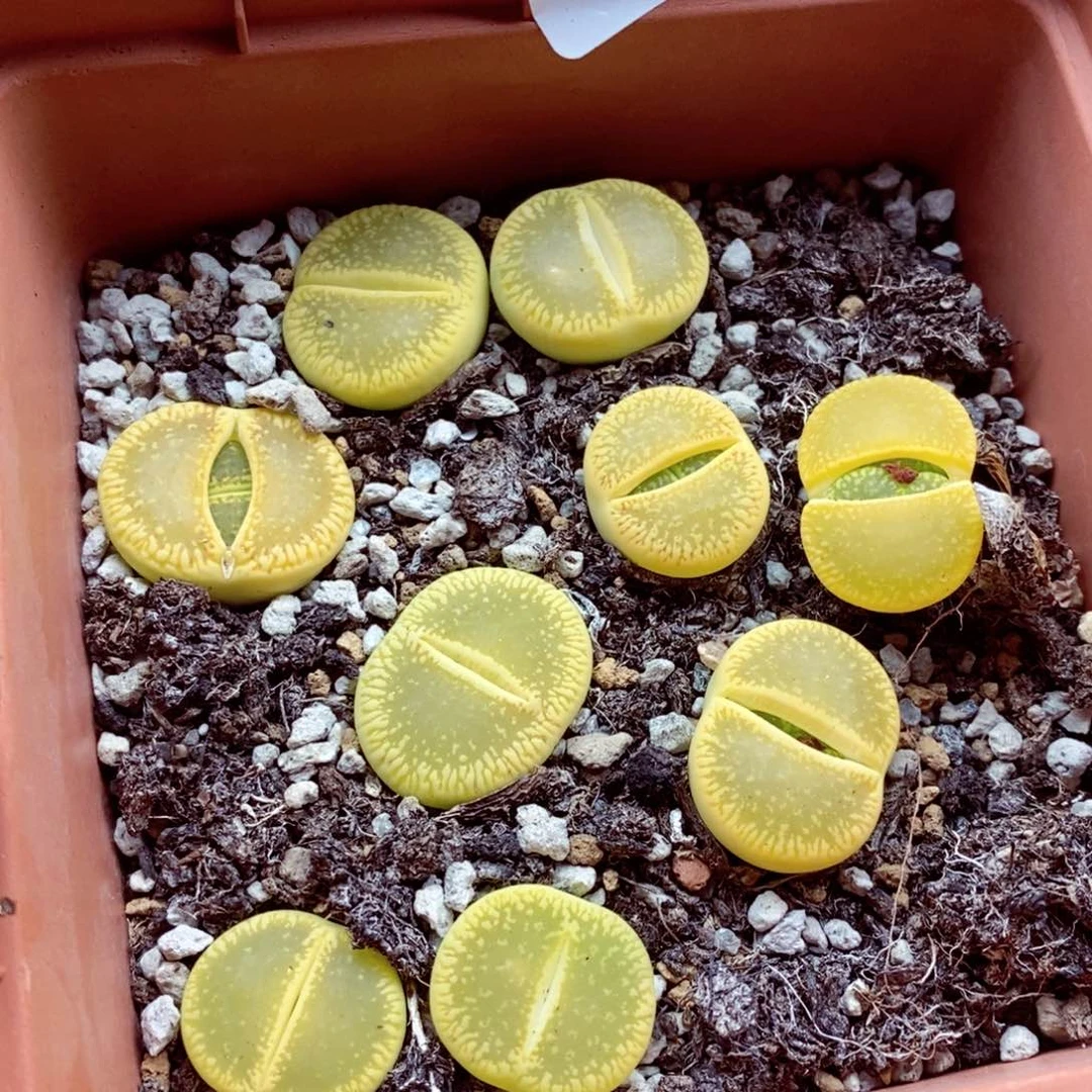 我的小姐姐们都是我的046