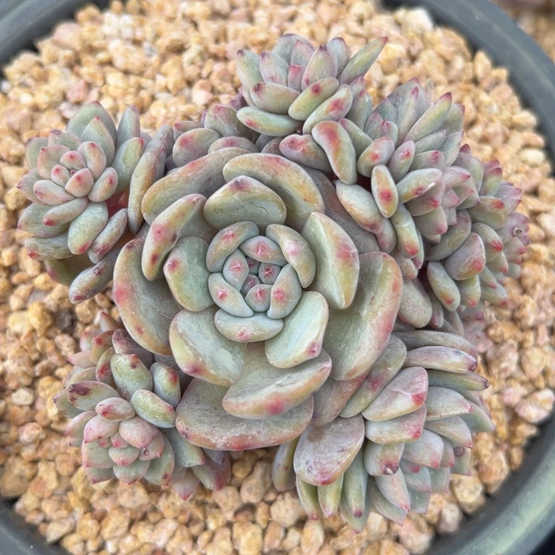 ，新年快乐 新年快乐