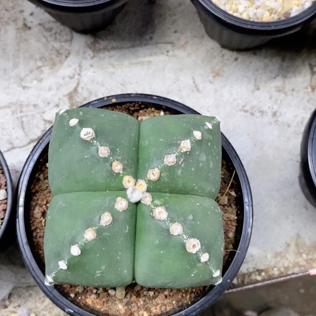 ****2仙人球实生带盆发