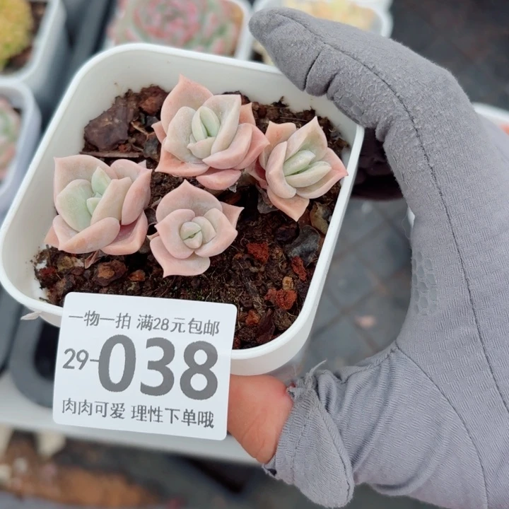 可爱玫瑰不包整多肉，