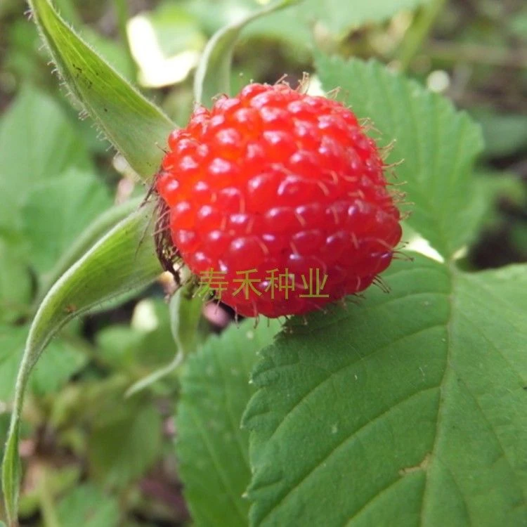 ❇树莓种子野草莓树苗庭院阳台盆栽树莓野生果树苗地栽红树莓种子