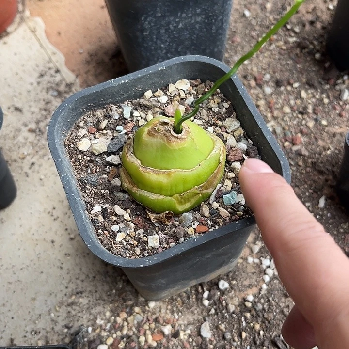 无花朵大苍角殿一物一拍