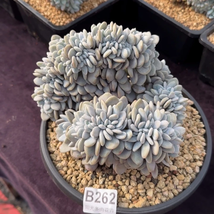 20厘米左右一物一怕的