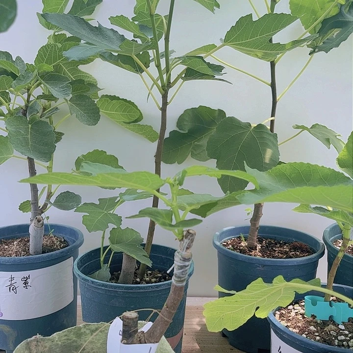 无花朵一物一拍红美人唯一拍下的