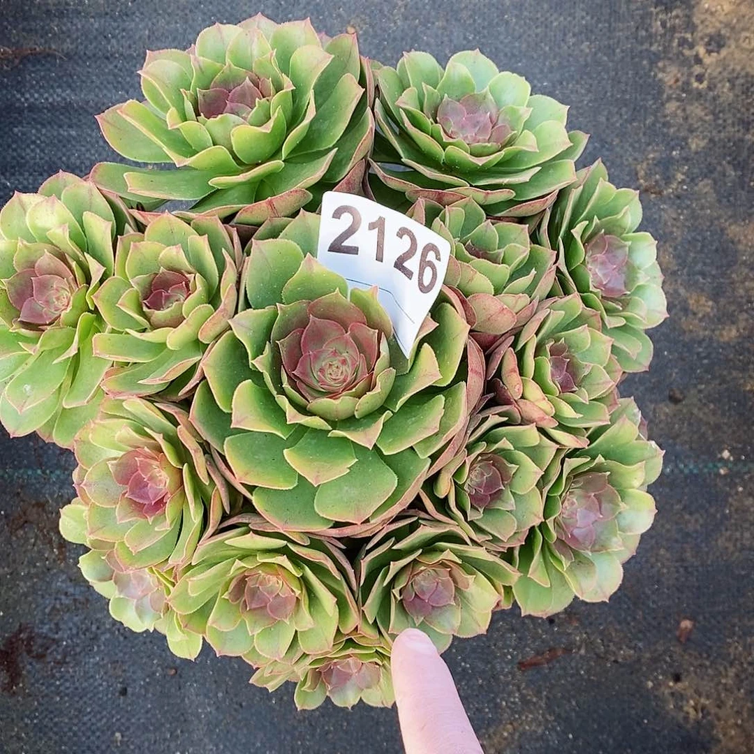 红陶2126万圣4多肉