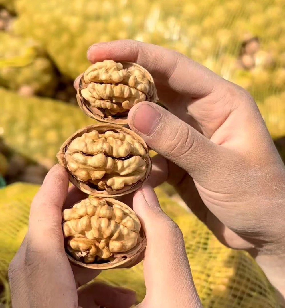 【新疆直发】25年新货原色185纸皮核桃中大果1斤/3斤/5斤