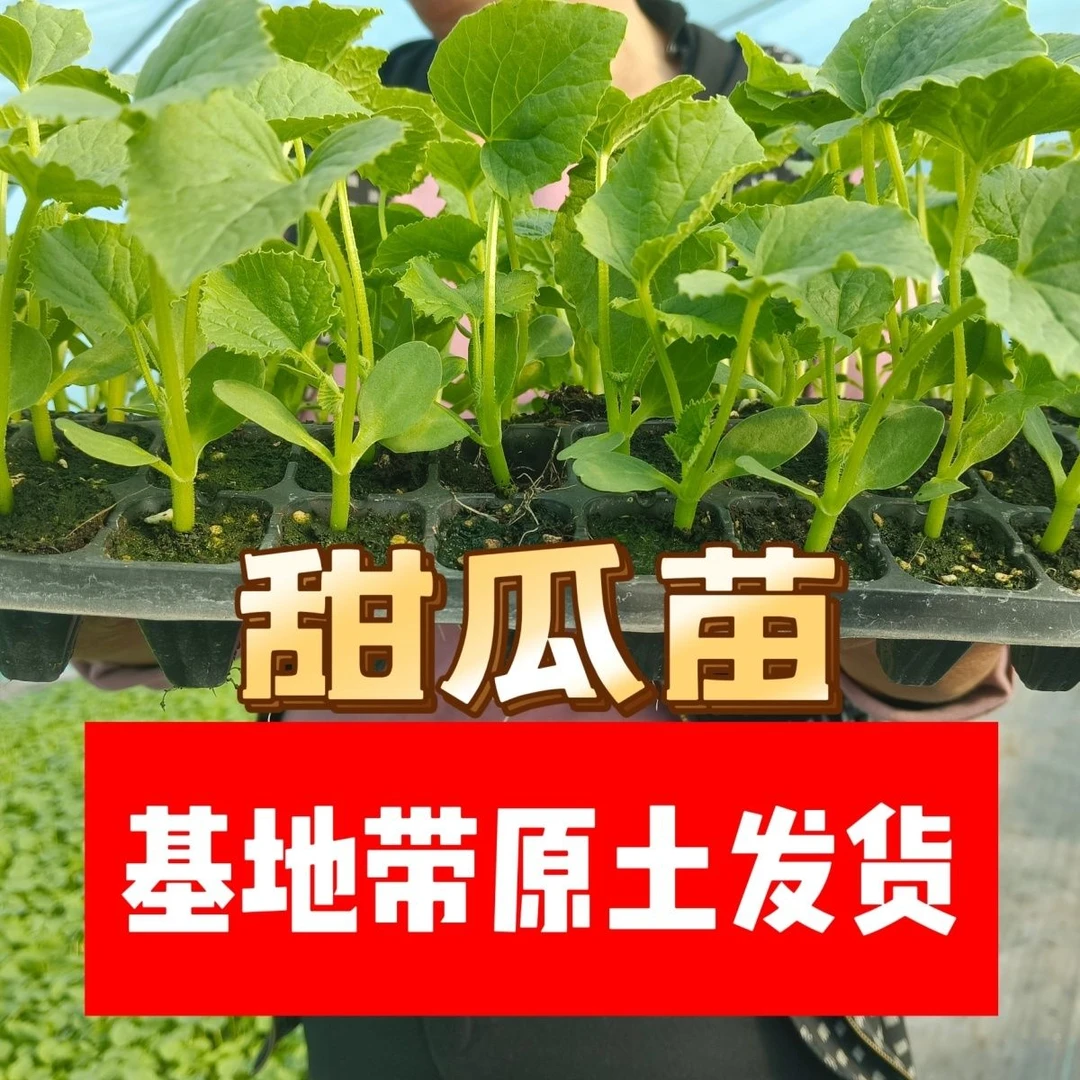 精品羊角蜜博洋绿宝网文甜瓜苗脆甜可口 寿光基地直发