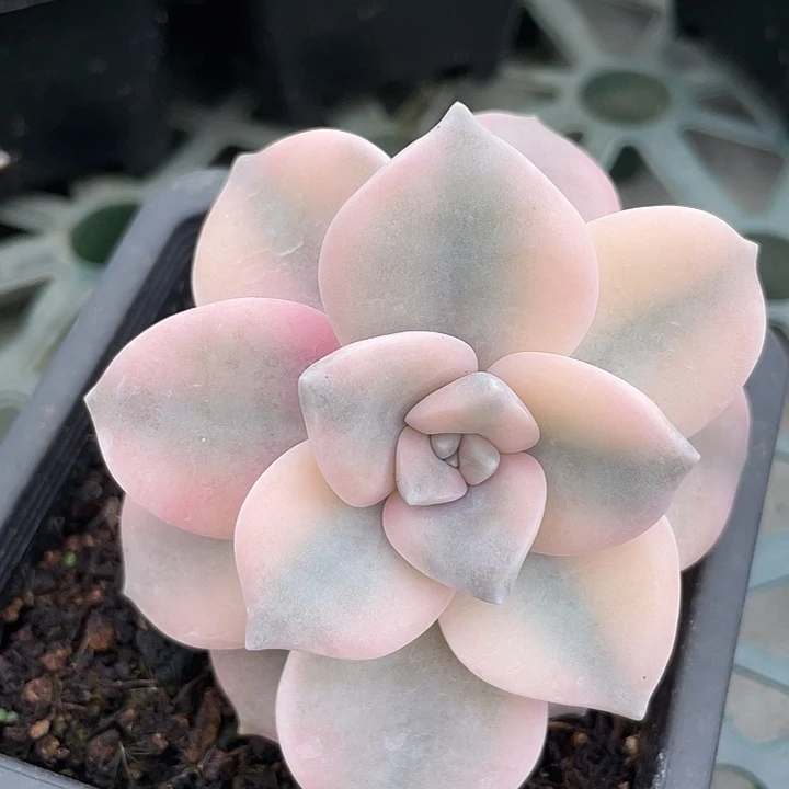粉紫乐锦。锦龙一物一拍