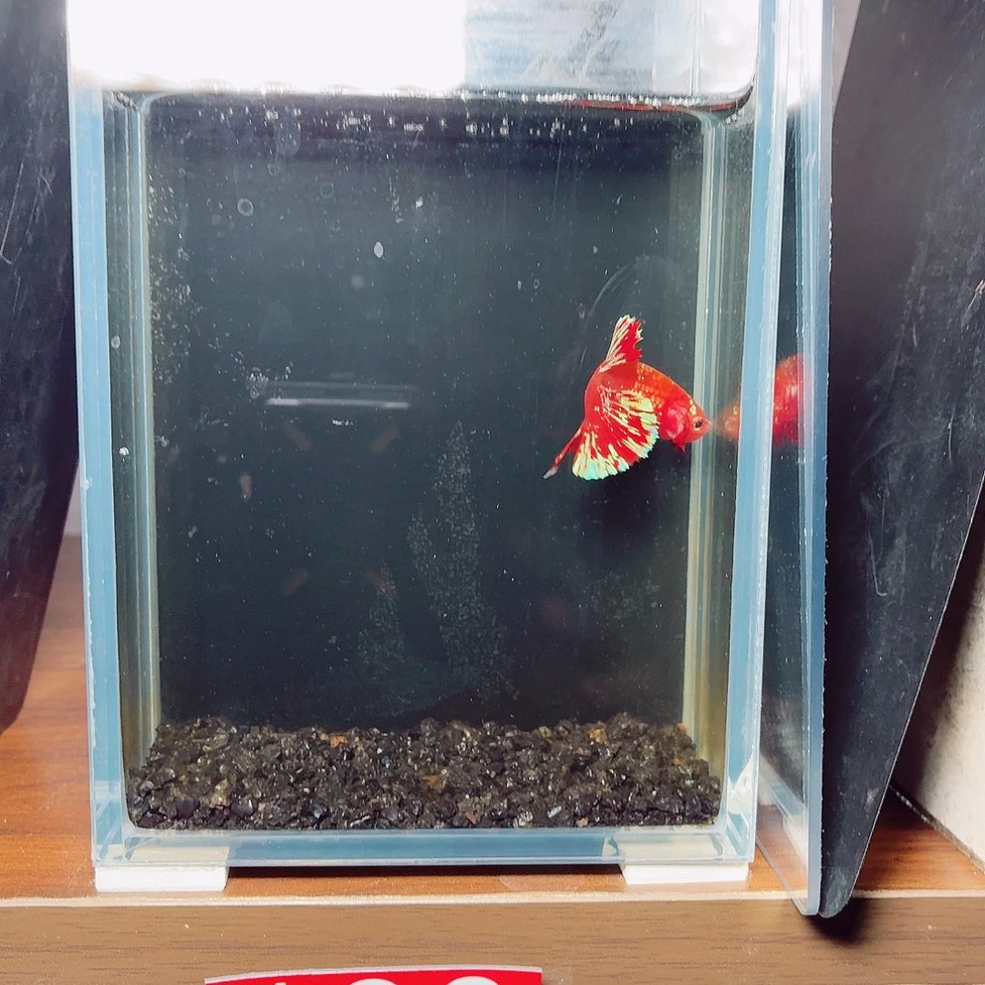 斗鱼彩金将军公鱼