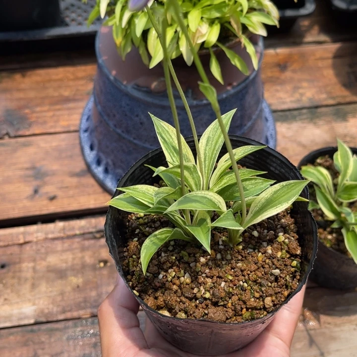 次***开无花朵盆栽盆栽植物