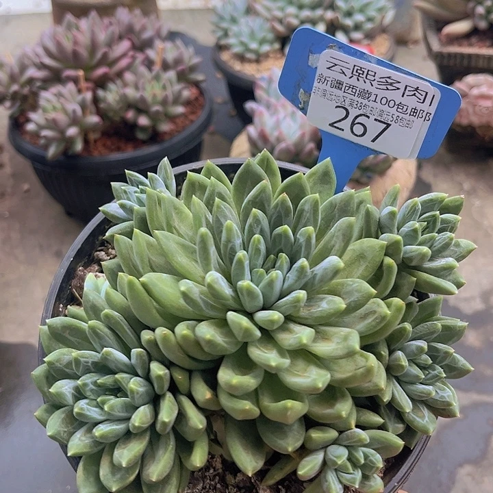 267陨石美人。