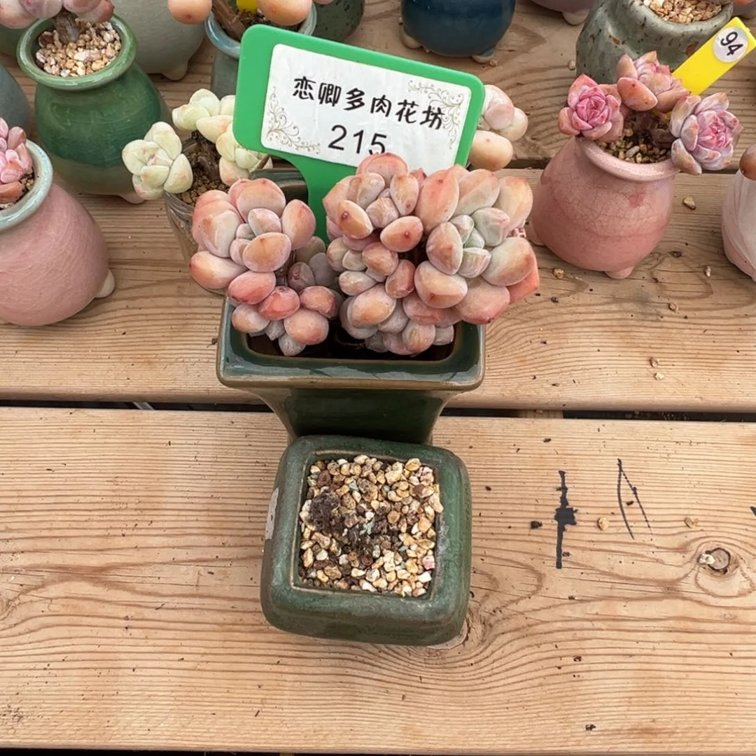 卡***伊215玉如意老桩带盆发000