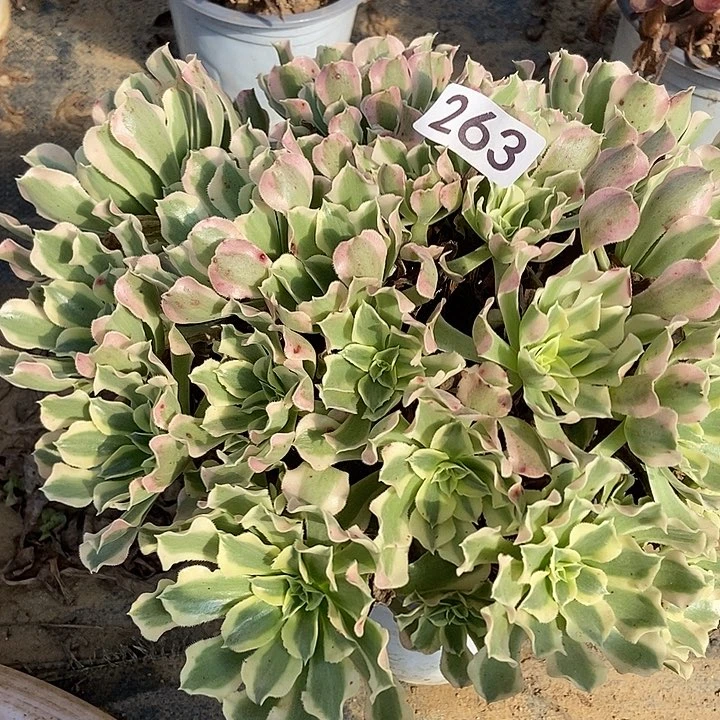 雨花石丛林多肉263多肉不包断