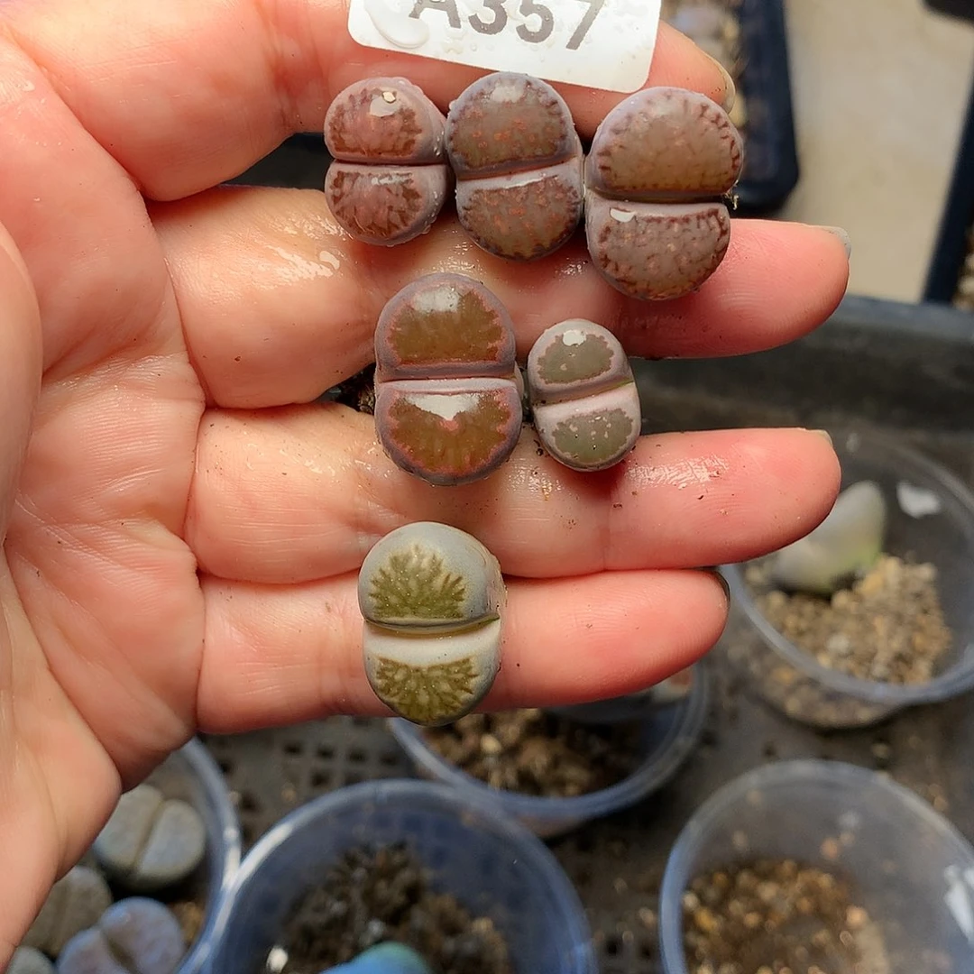 A357多肉植物保护