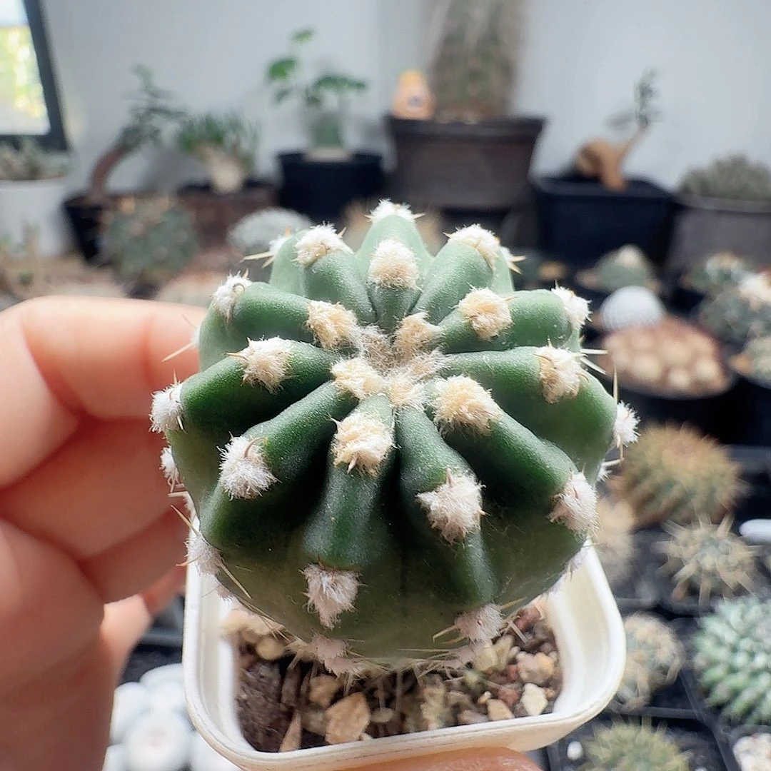 实生明虾脱土发货