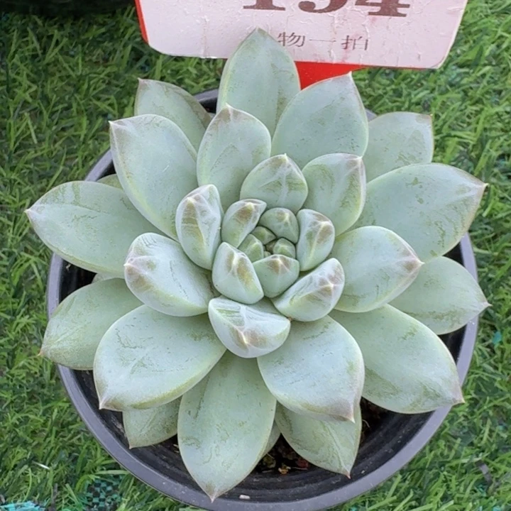 优选美人194多肉植物