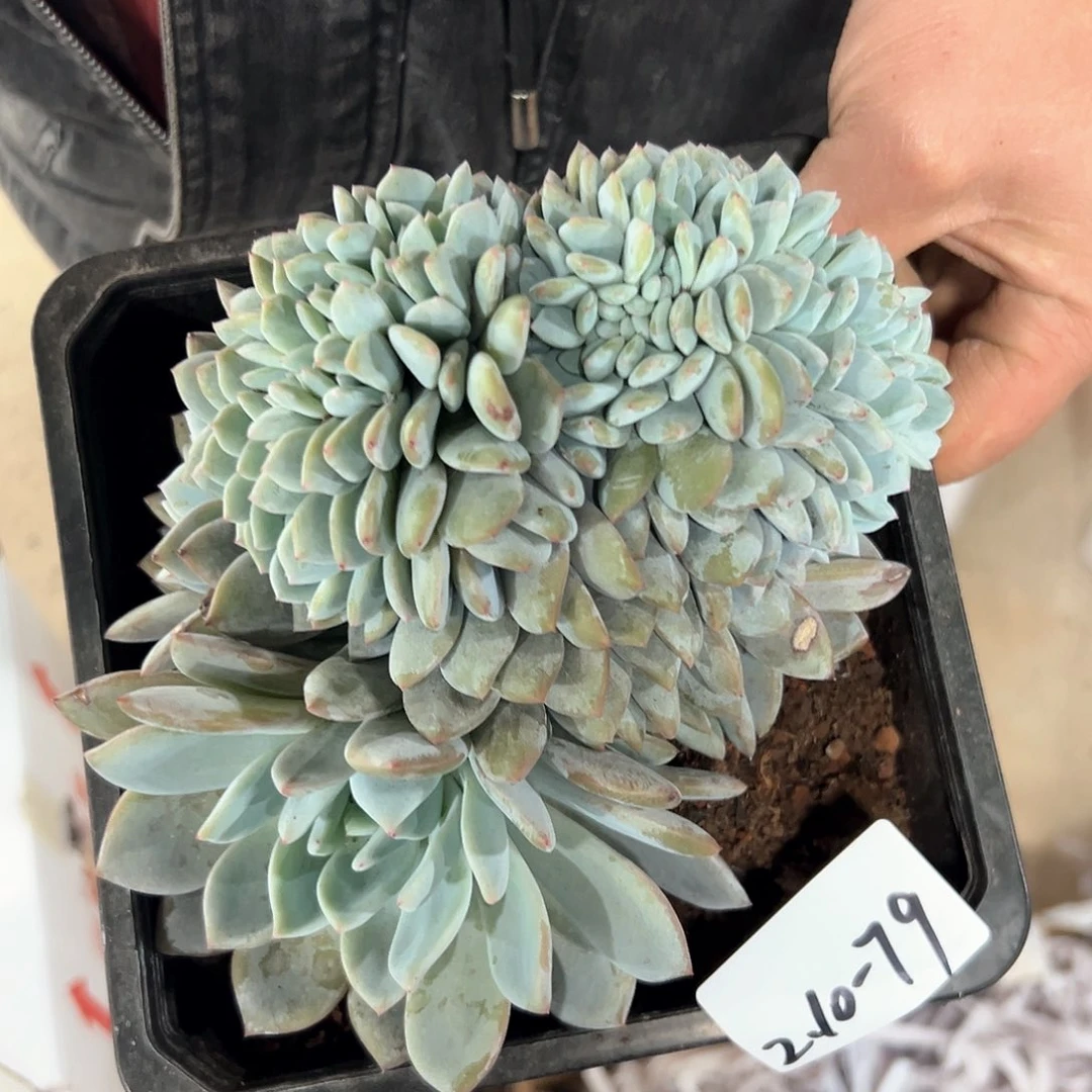 妮*吖210-79橙子缀化多肉