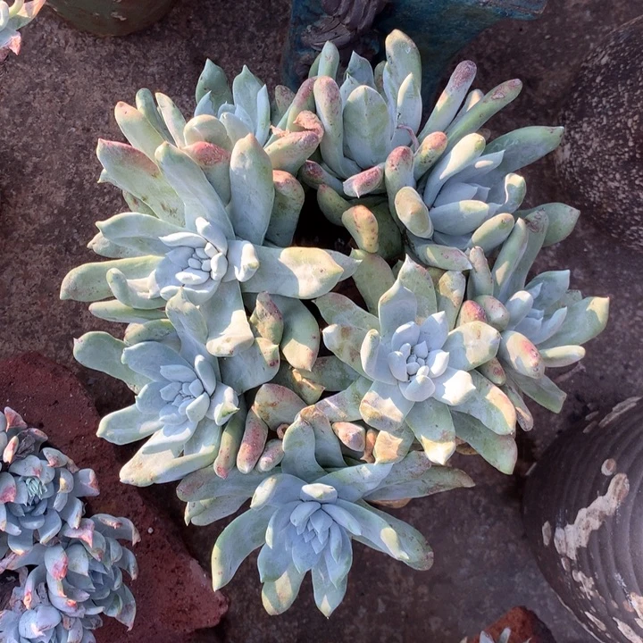 拇指，多肉植物啦啦啦啦啦