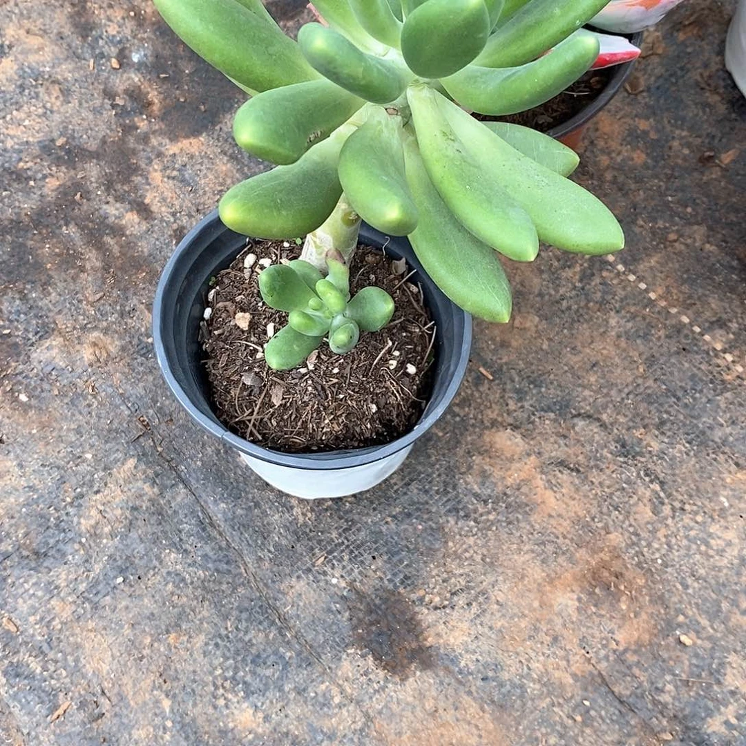 语***瑗金蚕1颗多肉植物带