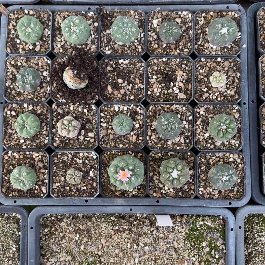 一筐自根海鲜一物一拍多肉植物