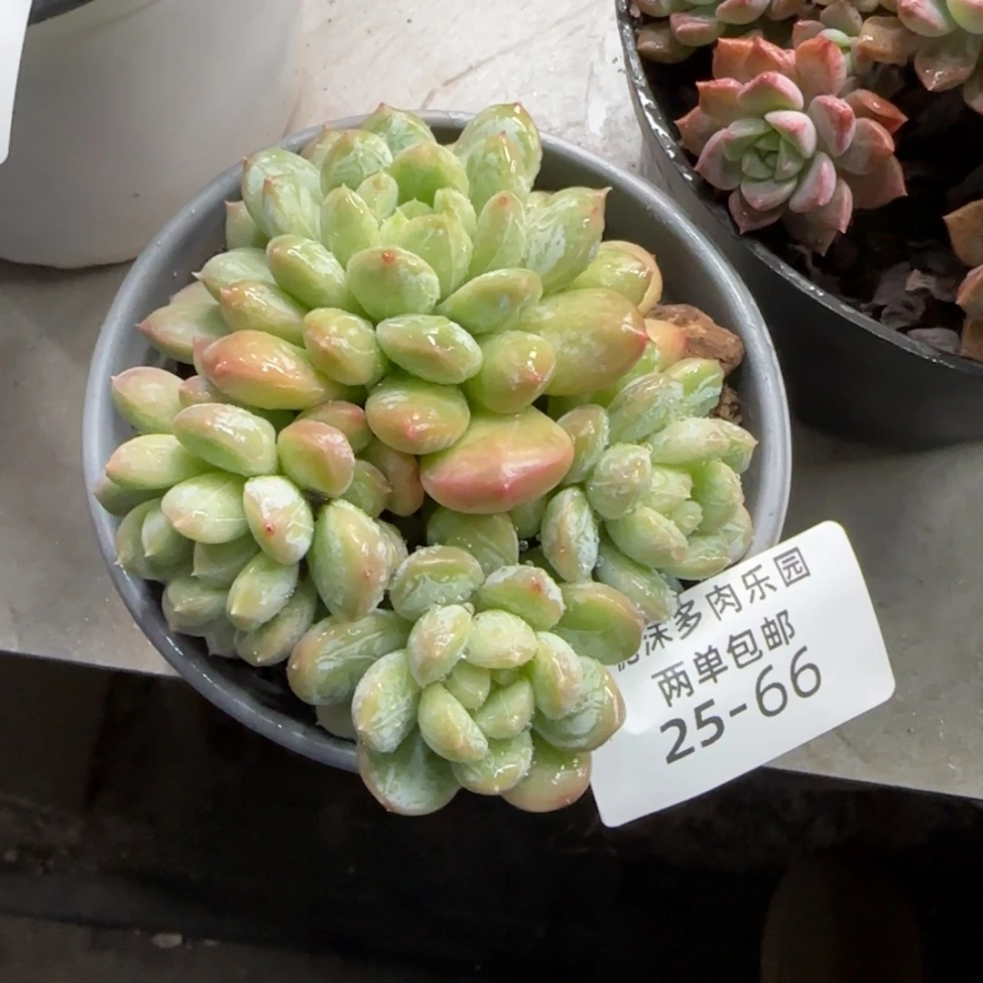 25-66白搭翡翠多肉植物