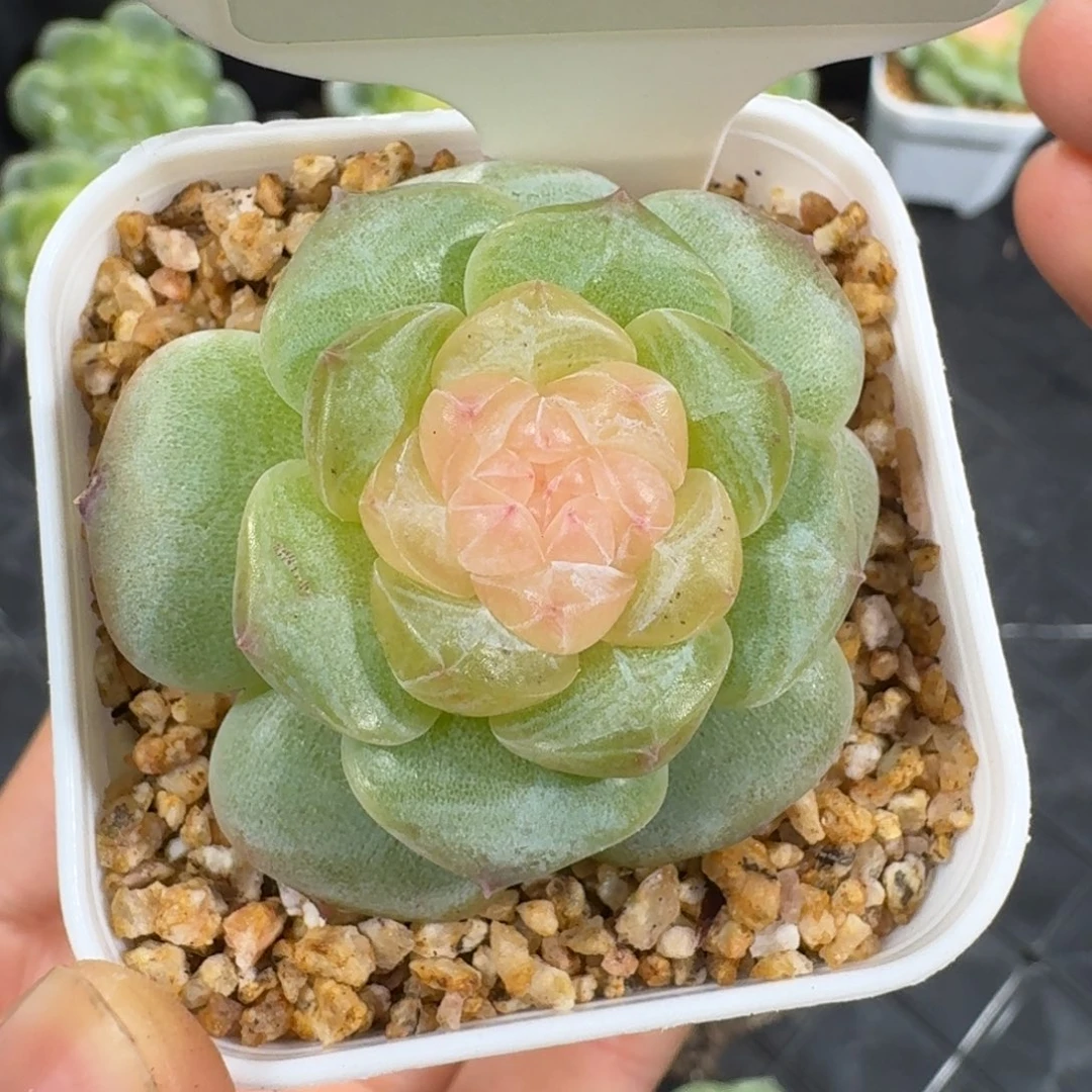 0829-86-纯牛奶单头