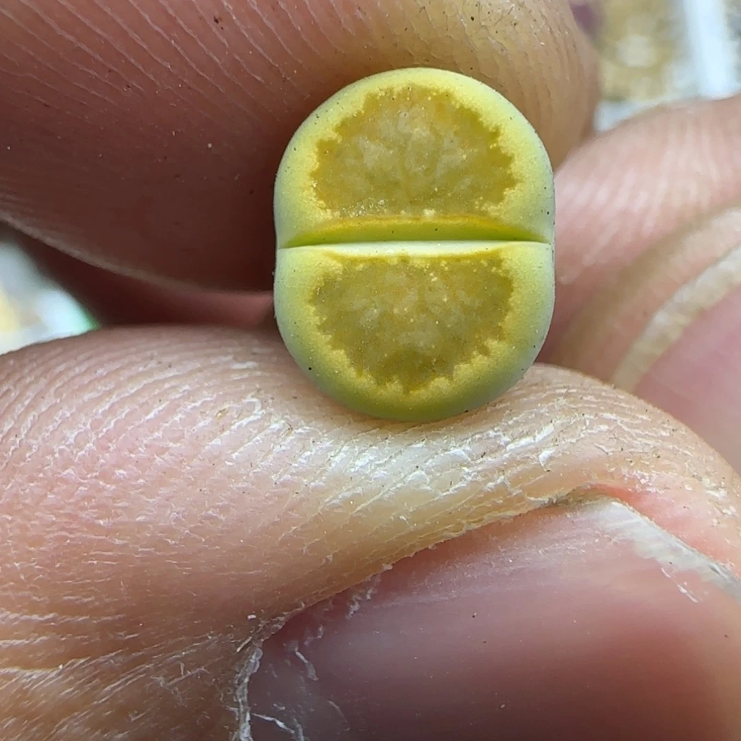 799 生石花大棚直播