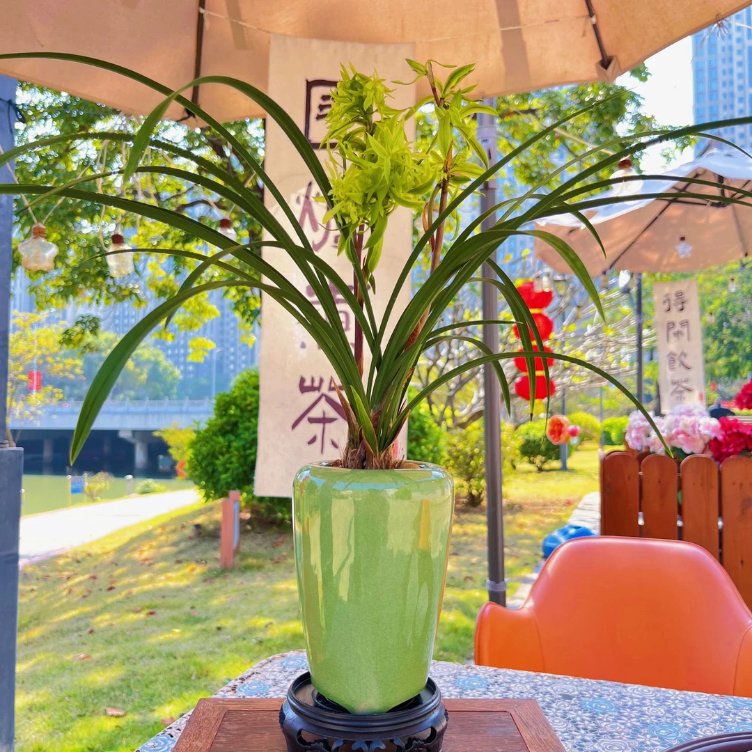 兰花春兰老种苗[花开富贵]带陶瓷盆种好勤花勤芽好养活客厅卧室