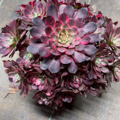 多肉植物黑金刚锦。