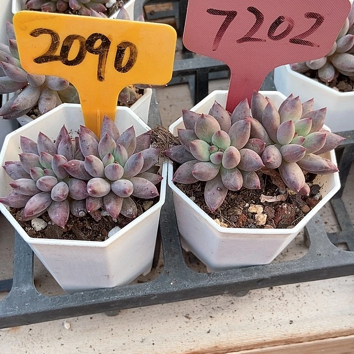 多肉植物虞美人2090 7202