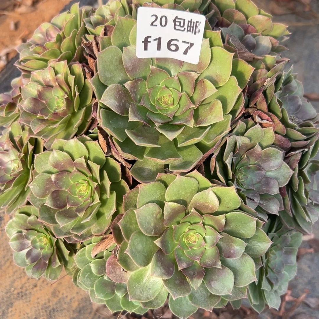 167红茶，满20包邮嘟叮熊