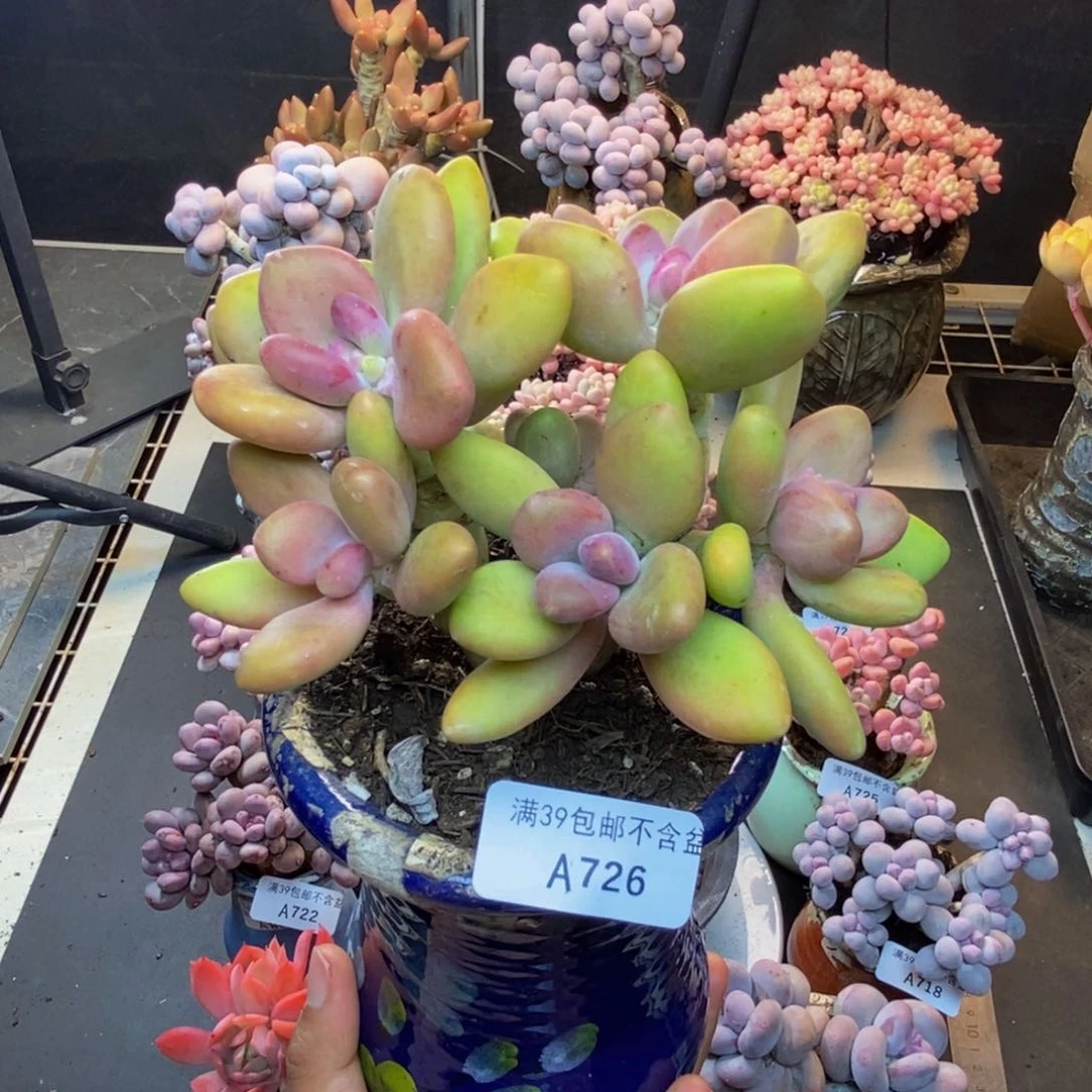 726芒果奶多肉12c m